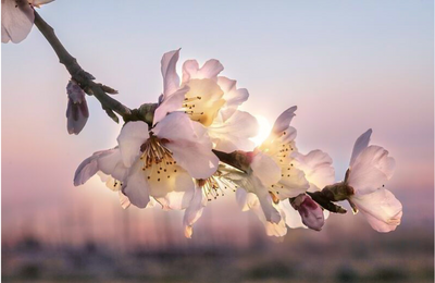 Bild vergr&ouml;&szlig;ern: Nahaufnahme von Mandelblüten beim Sonnenaufgang