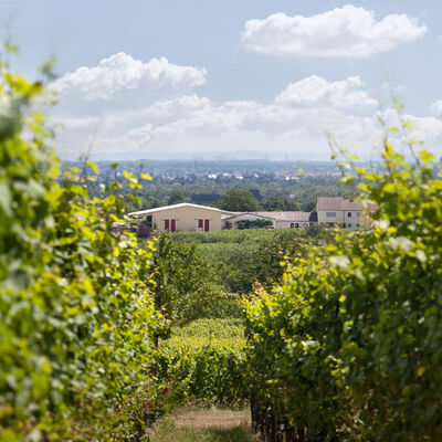 Blick durch grünbelaubte Weinreben auf die Bioland Weinmanufaktur Gerhard Schwarztrauber in Neustadt Mußbach.