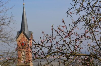 Bild vergr&ouml;&szlig;ern: Blick auf die Protestantische Kirche im Neustadter Weindorf Haardt. Im Vordergrund sind die aufgehenden Blüten eines Mandelbaumes zu sehen.