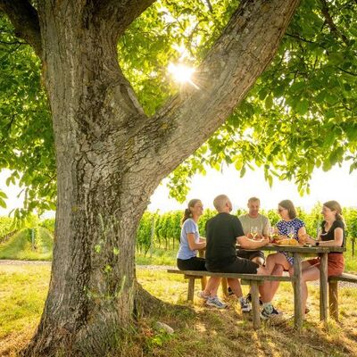 Bild vergr&ouml;&szlig;ern: Pfälzer Picknick im Weinberg