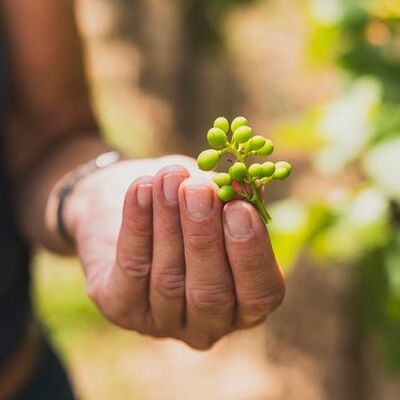 Weinbergwanderung: Weinberge – Natur – Weinerlebnis