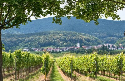 Blick auf das Neustadter Weindorf Hambach