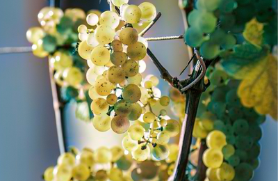 Bild vergr&ouml;&szlig;ern: Weinreben