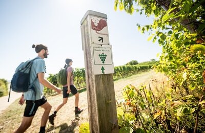 Bild vergr&ouml;&szlig;ern: Auf dem Pfälzer Weinsteig bei Bockenheim an der Weinstraße