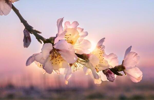 Bild vergr&ouml;&szlig;ern: Zauberhafte Mandelblüte in Neustadt an der Weinstraße