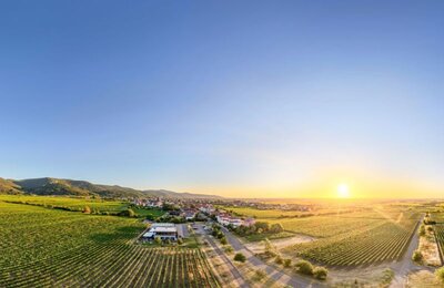 Sommerlicher Blick auf das Neustadter Weindorf Diedesfeld