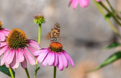 Bild vergr&ouml;&szlig;ern: Impressionen Landesgartenschau © Jochen Heim_LGS28