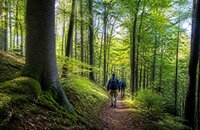 Bild vergr&ouml;&szlig;ern: Zwei Wanderer im Pfälzer Wald.