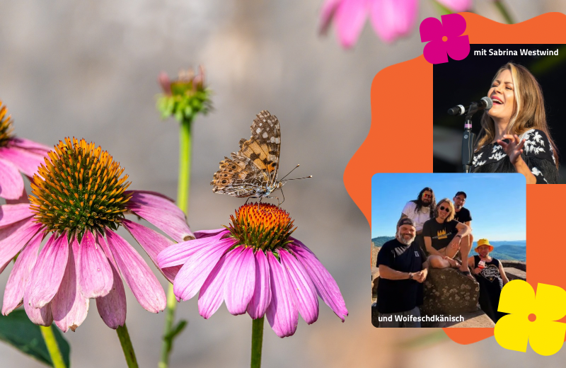 Ein Schmetterling sitzt auf eine rosafarbenen Blüte, eingeblendet sind Bilder der Sängerin Sabrina Westwind und der Band Woifeschdkänisch.