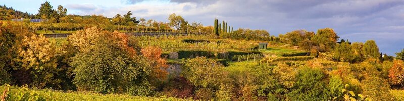 Die Weinlandschaft in herbstlicher Farbenpracht