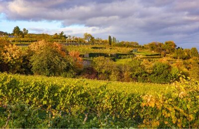 Die Weinlandschaft in herbstlicher Farbenpracht