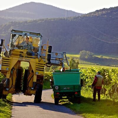 Bild vergr&ouml;&szlig;ern: Weinlese Südliche Weinstraße