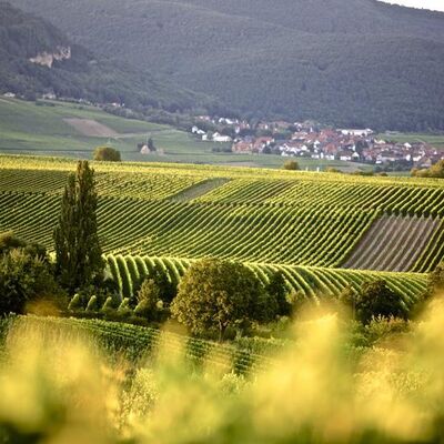 Bild vergr&ouml;&szlig;ern: Blick auf das Weindorf Frankweiler