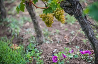 Bild vergr&ouml;&szlig;ern: Rieslingtraube