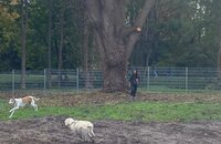 Bild vergr&ouml;&szlig;ern: Weil an der Weide ein großer Ast abgebrochen war, musste der Baum zurückgestutzt werden.
