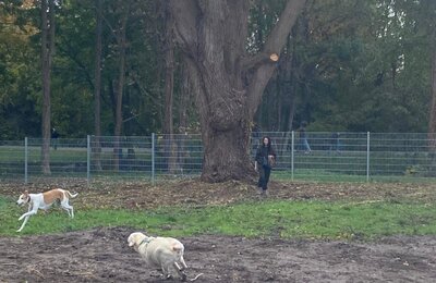 Weil an der Weide ein großer Ast abgebrochen war, musste der Baum zurückgestutzt werden.