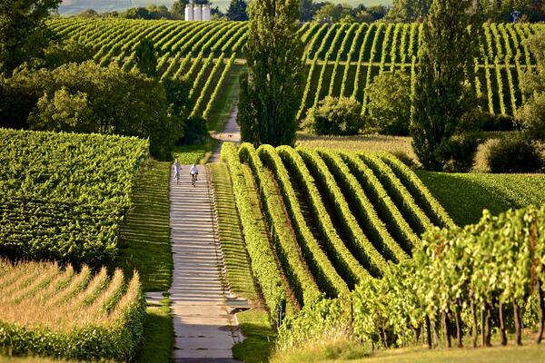 Bild vergr&ouml;&szlig;ern: Weinreben Rad