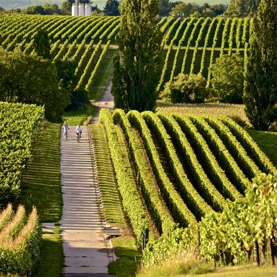 Bild vergr&ouml;&szlig;ern: Weinreben Rad