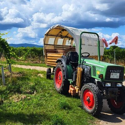 Bild vergr&ouml;&szlig;ern: Mit dem Planwagen durch die Weinberge