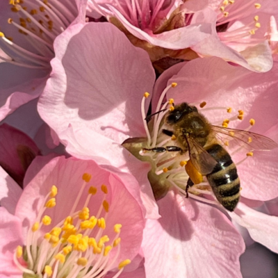 Bild vergr&ouml;&szlig;ern: Mandelblüte mit Biene