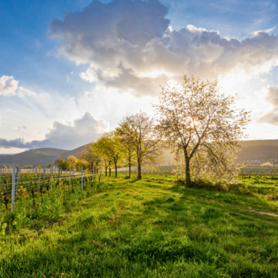 Bild vergr&ouml;&szlig;ern: Sonnenuntergang Weinberge