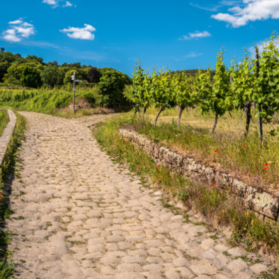 Bild vergr&ouml;&szlig;ern: Weinbergeweg Haarth
