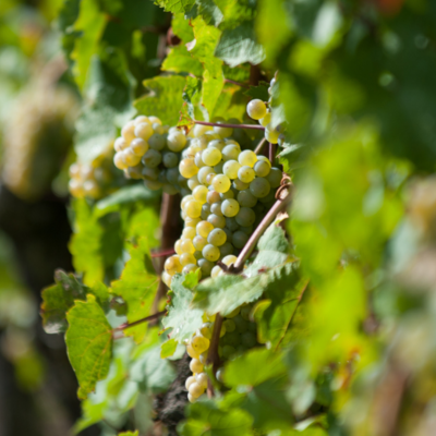 Bild vergr&ouml;&szlig;ern: Riesling-Traube