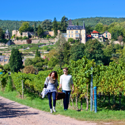 Bild vergr&ouml;&szlig;ern: Weinberge Neustadt