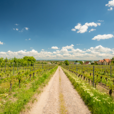 Bild vergr&ouml;&szlig;ern: Weinbergblick