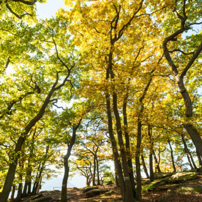 Bild vergr&ouml;&szlig;ern: Wald-Weinsteig