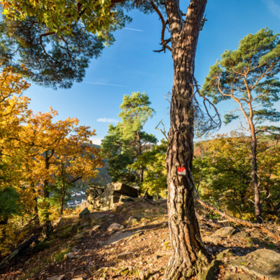 Bild vergr&ouml;&szlig;ern: Naturparkführung: Baumsafari Kaltenbrunnertal