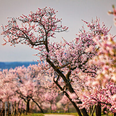 Bild vergr&ouml;&szlig;ern: Zauberhafte Mandelblüte