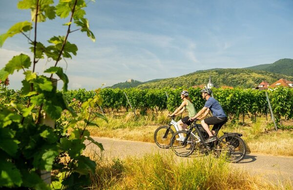 Bild vergr&ouml;&szlig;ern: Radtour:<br>Auf den Spuren von Weingut Wader