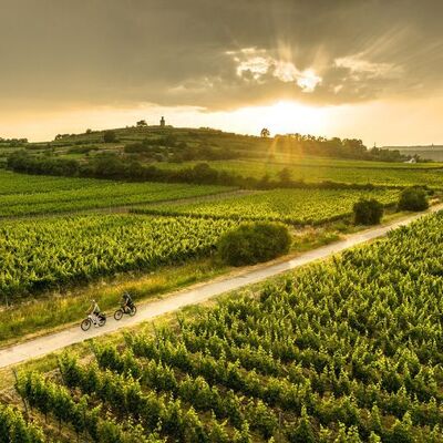Bild vergr&ouml;&szlig;ern: Radtour:<br>Durch Weinlandschaft, Weinstädte & Felder