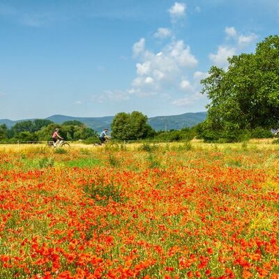 Bild vergr&ouml;&szlig;ern: Barrierefreie Radtour:<br>Reben- & Rüben-Runde