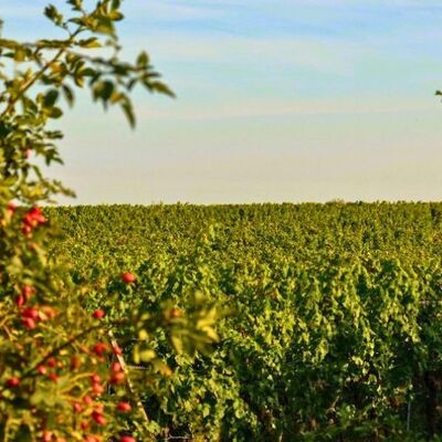 Bild vergr&ouml;&szlig;ern: Weinberge an einem Sonnigen Tag - Weinwanderung in Gimmeldingen