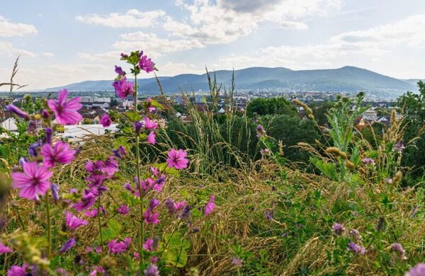Bild vergr&ouml;&szlig;ern: Panoramahügel im Gelände der zukünftigen Landesgartenschau 2028